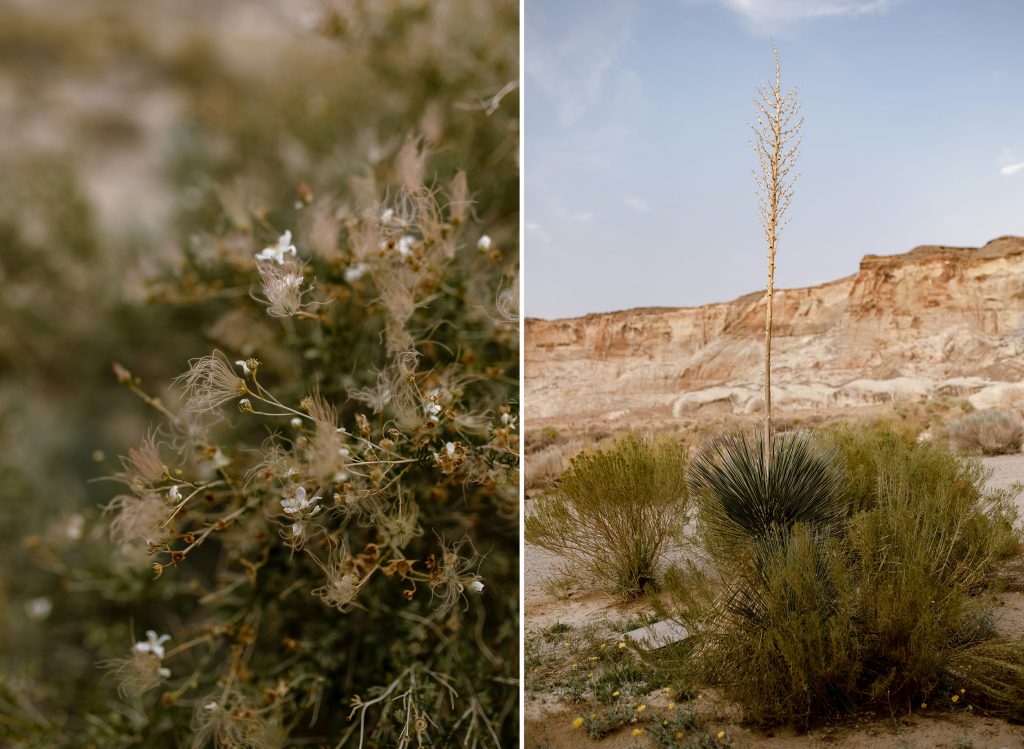 A close up of some white desert flowers.