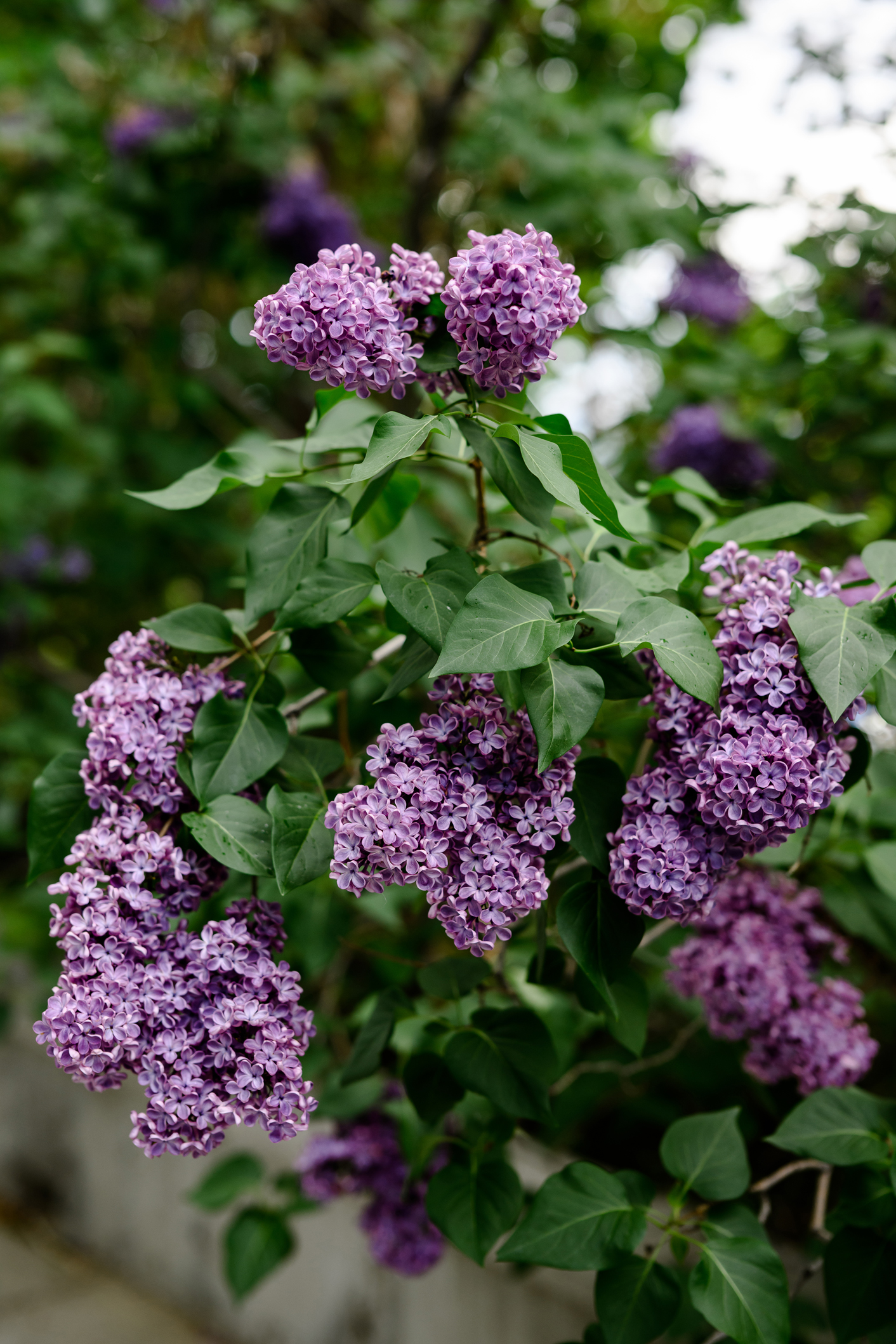 lilacs at red butte gardens