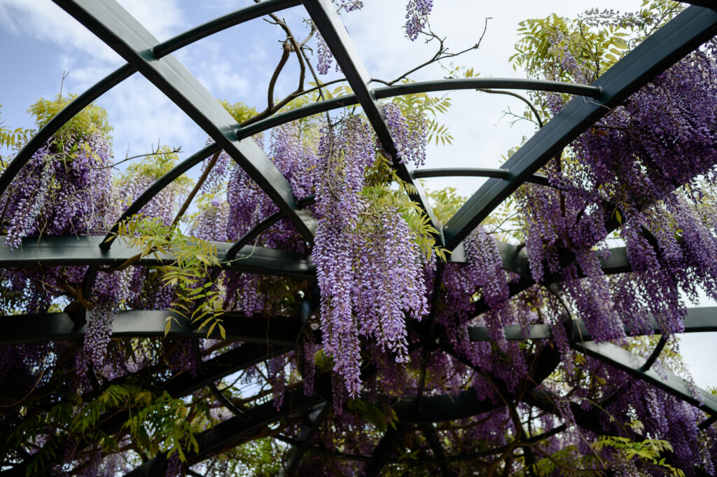 wisteria in the fragrance garden at red butte gardens