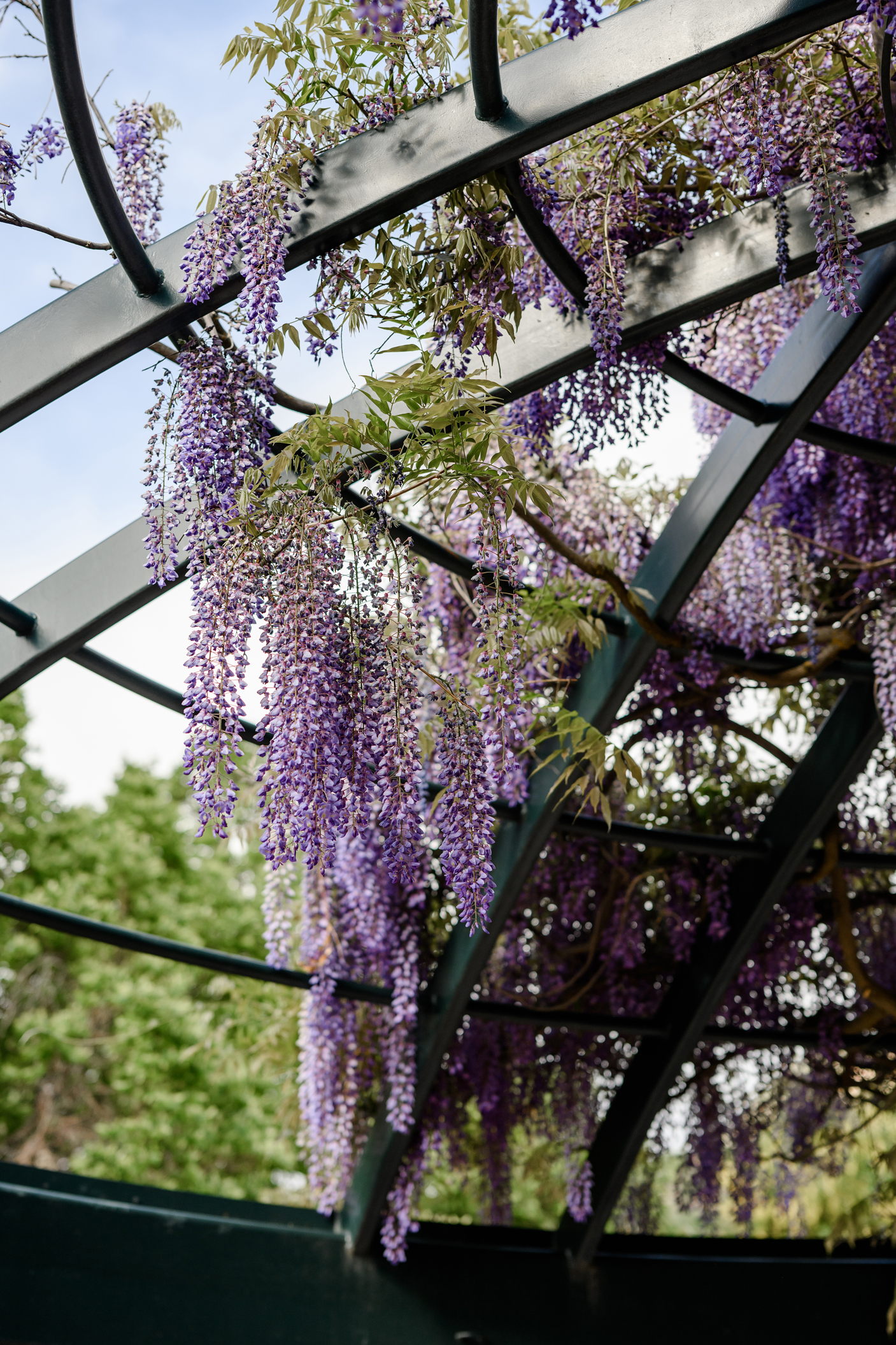 wisteria in the fragrance garden at red butte gardens