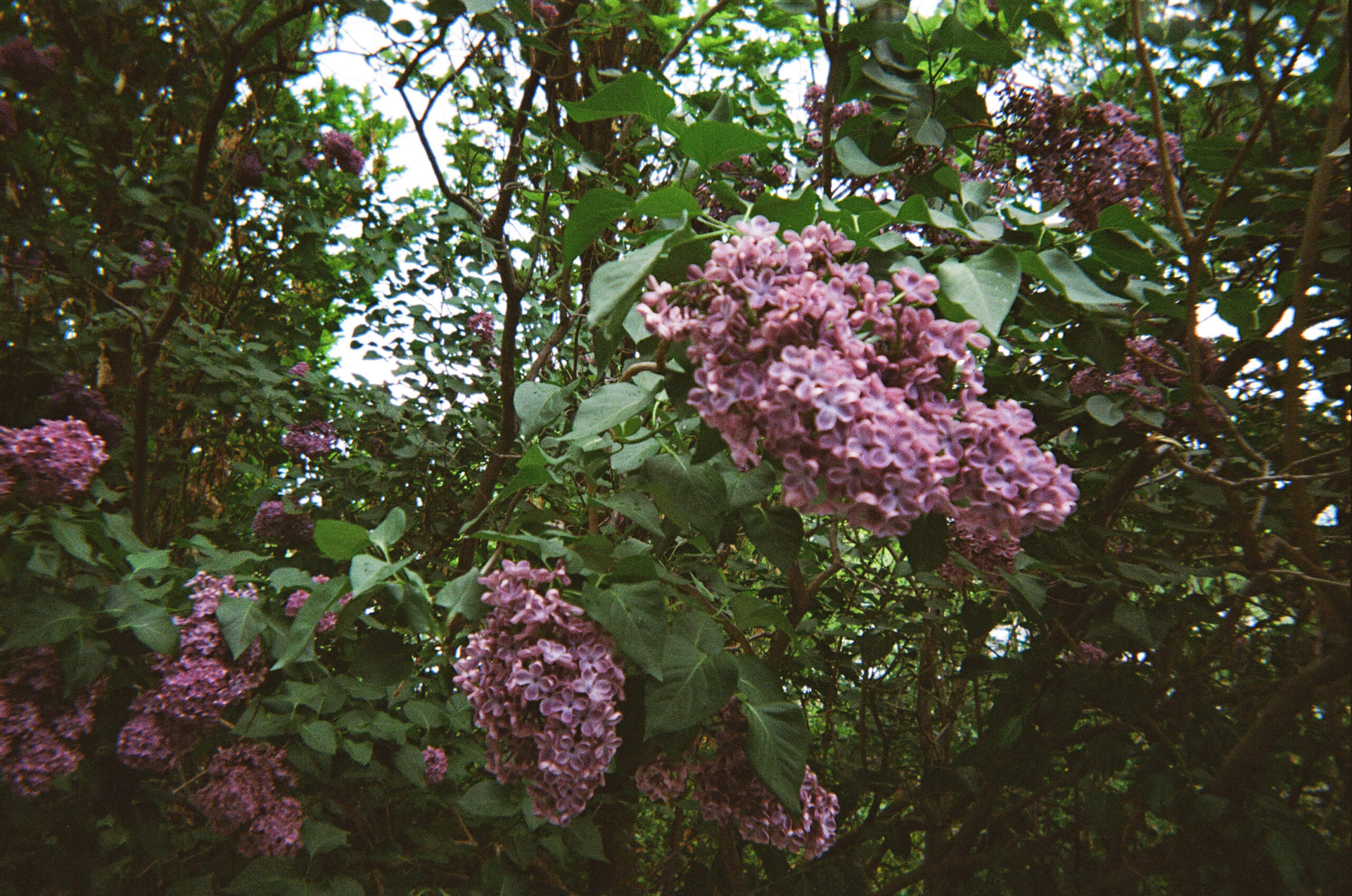 disposable camera photo of lilacs in the spring