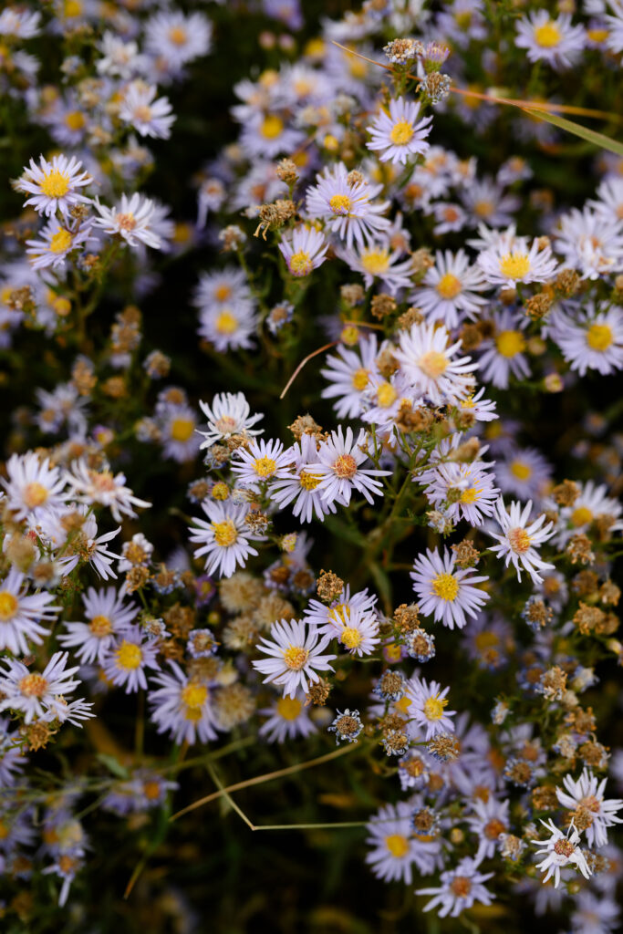 Purple flowers in park city utah