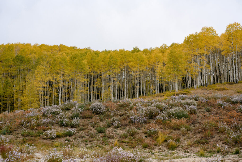 A copule together in the Park City mountains